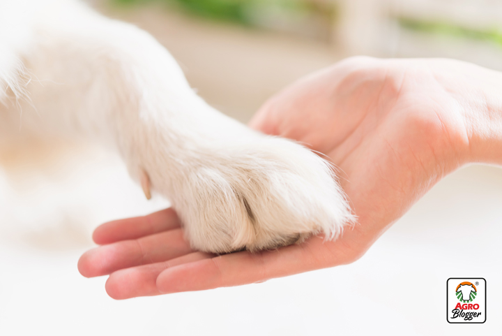 como ayudar a un perro con artrosis