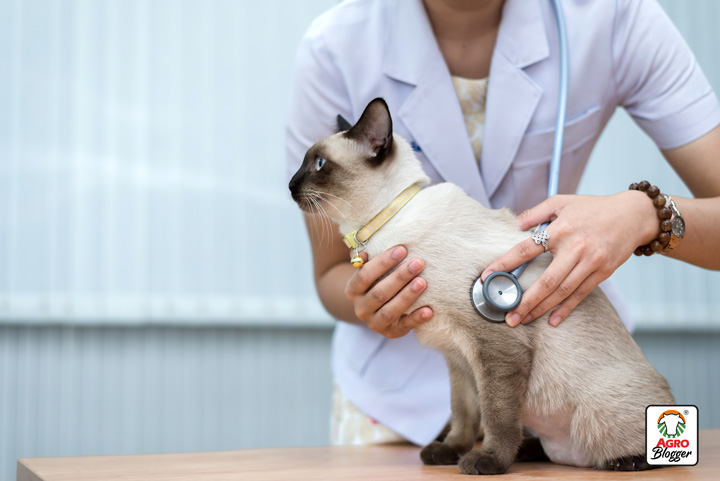 como curar la gripe en gatos