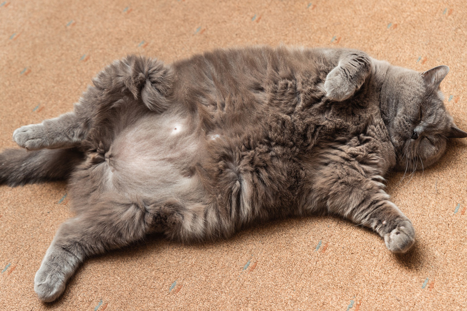 barajar estudiar progenie Mi gato esta gordo. Identifica el sobrepeso en tu gato - Blog Agrocampo  Colombia