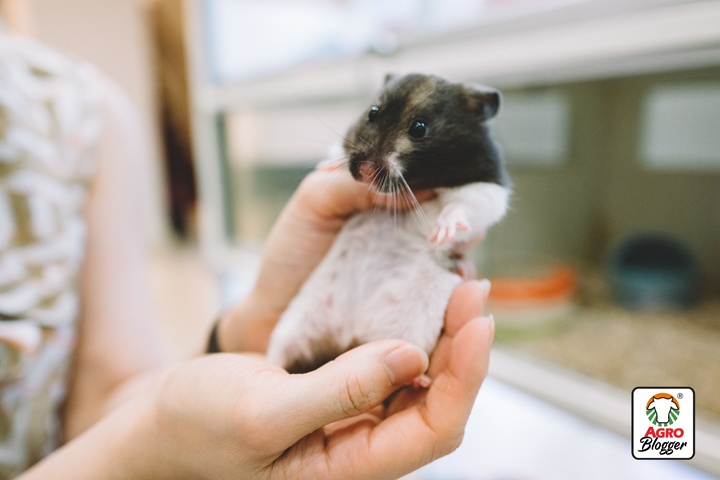 realizar la identificacion de genero en los hamsteres
