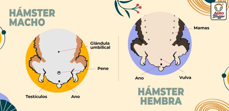 saber si un hamster es macho o hembra