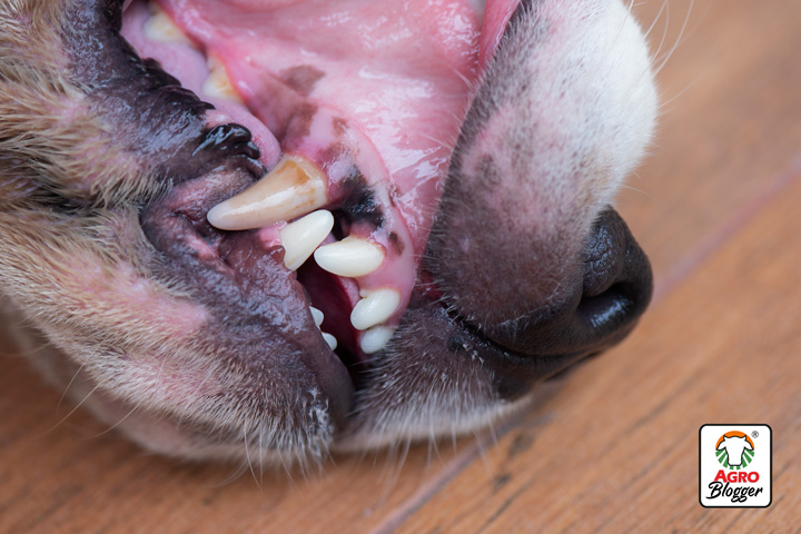 sintomas de la perdida de dientes en los perros