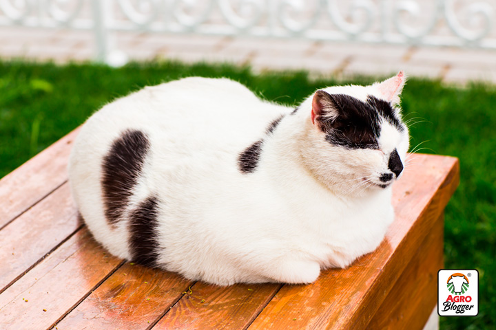 sobrepeso en gatos