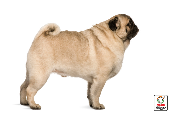 sobrepeso en perros problemas articulares