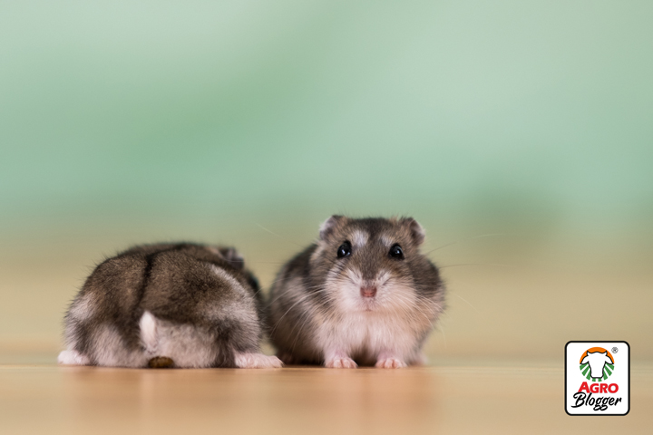 tips para saber si un hamster es macho o hembra
