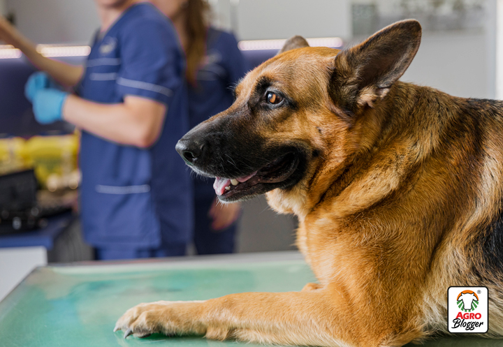 tratamiento para la artrosis en perros