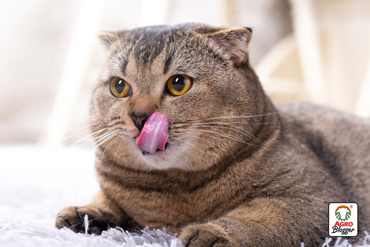 beneficios de los snacks para los gatos