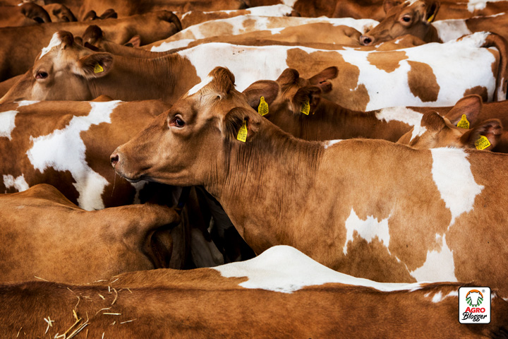 causas y de la tuberculosis en los bovinos