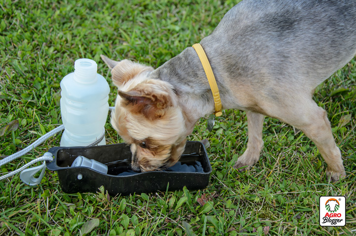 consejos para prevenir la deshidratacion en los perros