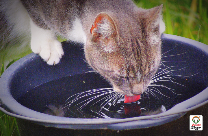 consejos para que un gato tome mas agua y se mantenga hidratado