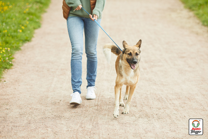 controlar el movimiento del perro durante el paseo