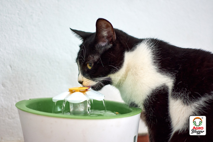 fuente de agua para gatos