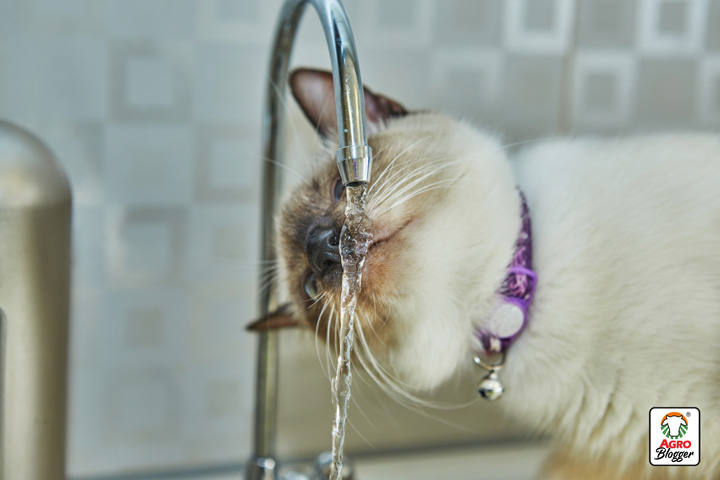hidratacion en gatos