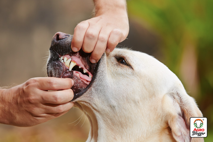 importancia de la profilaxis en perros