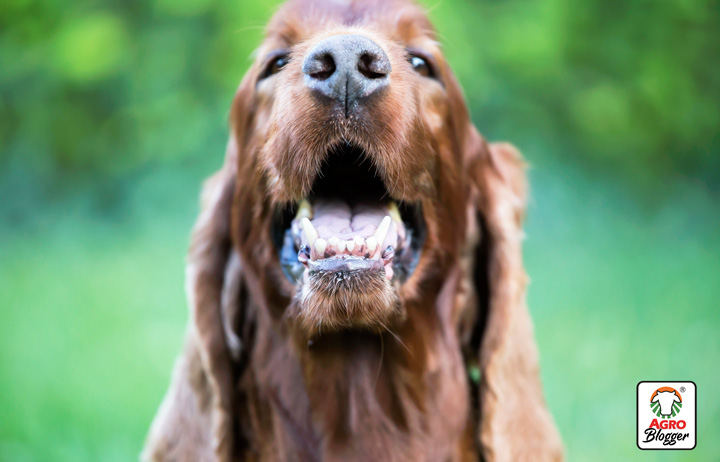 que es la profilaxis dental en perros