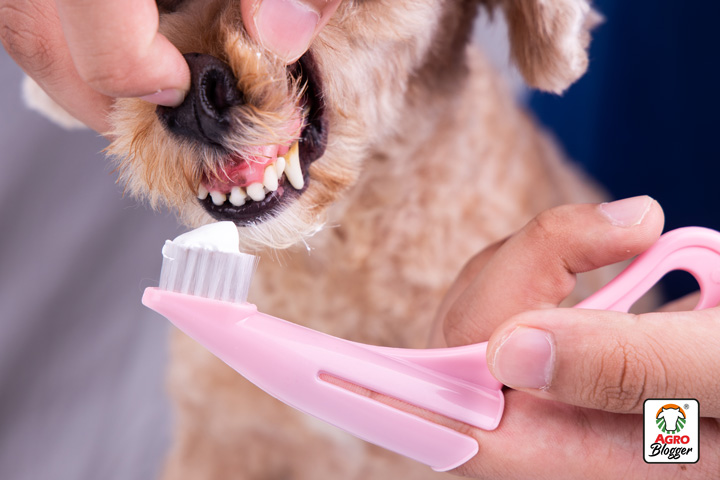 recomendaciones de cuidado dental para perros