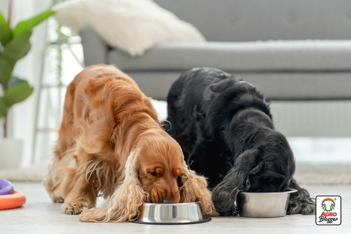 alimento para perros senior de razas pequenas
