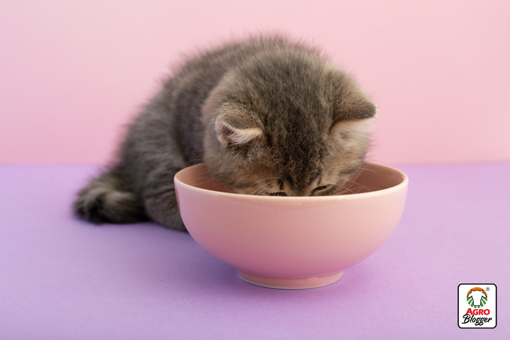 requerimientos de un alimento para gatos bebes