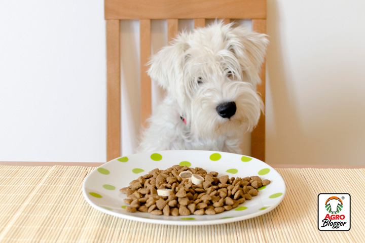 requerimientos nutricionales de un perro de raza pequena