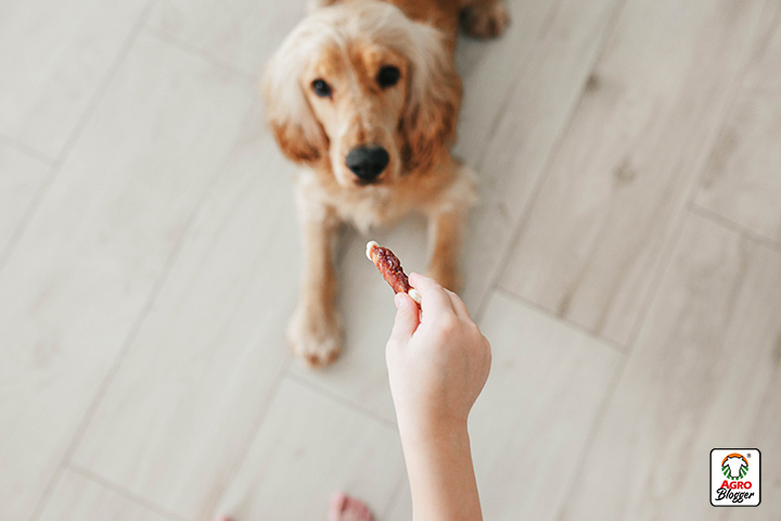 snacks para perros para constir a un perro