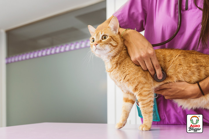 tratamiento de la hematuria en gatos