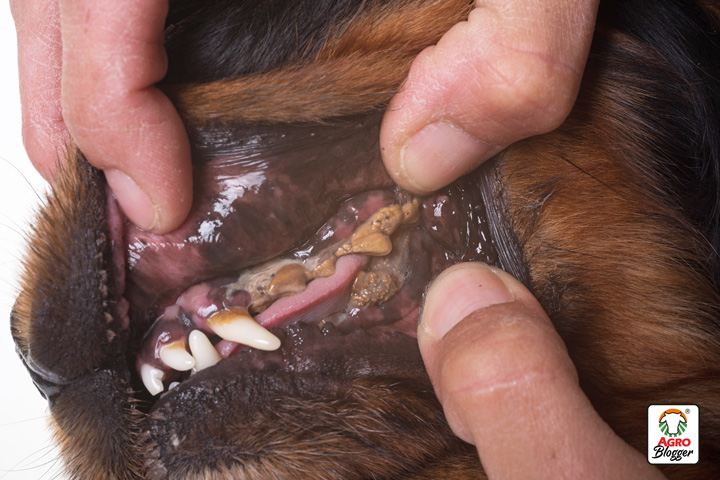 caida de dientes en perros por enfermedad periodontal