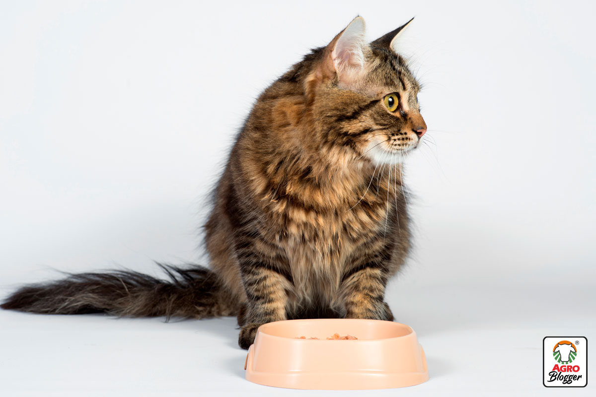 arnitina en la comida para gatos