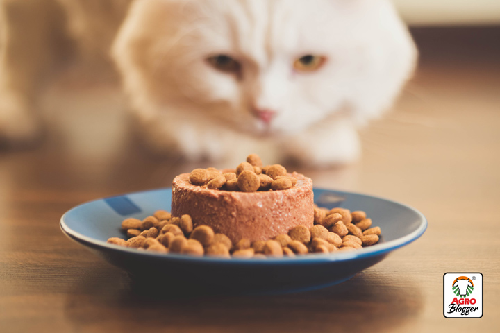 comida humeda para estimular el apetito de un gato 