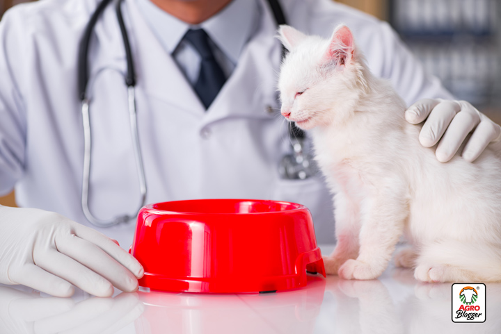 inapetencia en gatos por enfermedad