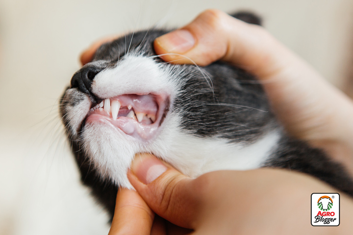 inapetencia en gatos por problemas orales
