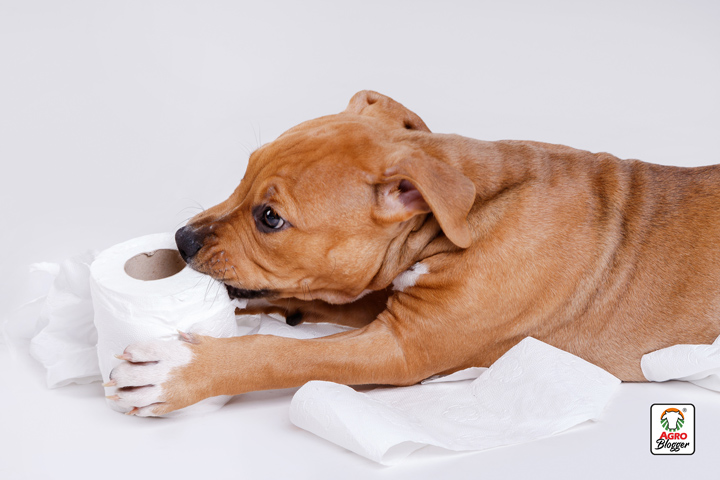 mal olor en las heces de los perros por intolerancias alimentarias
