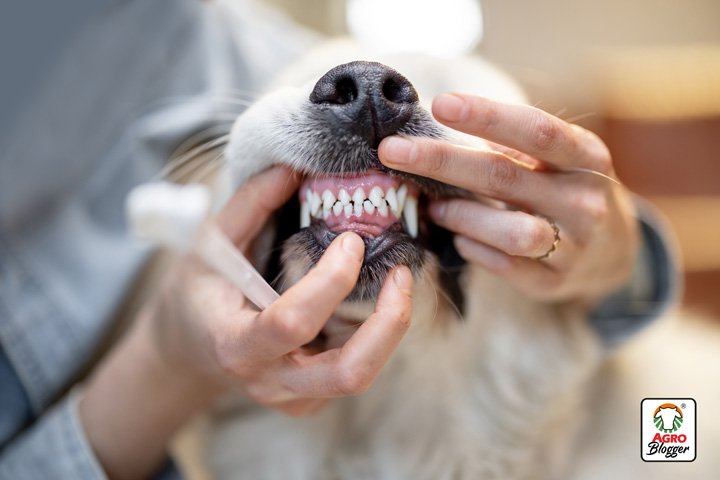 perdida de dientes en perros