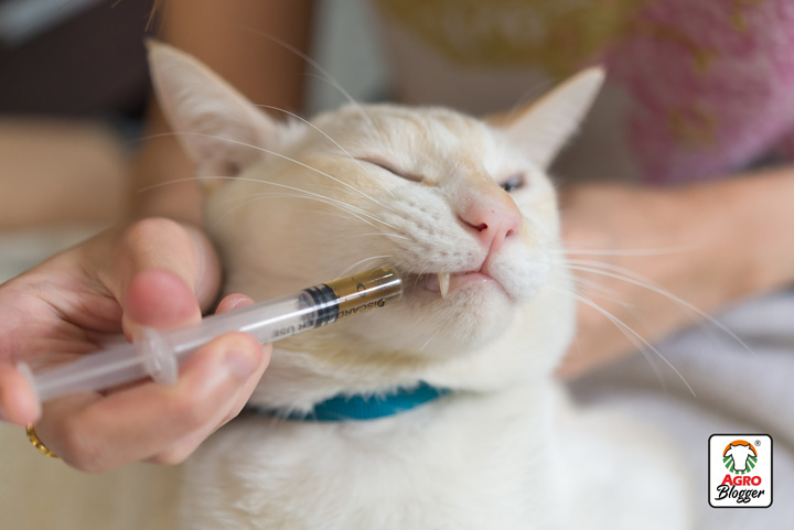 remedios caseros para el estrenimiento en gatos