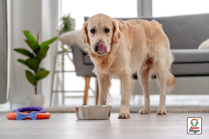 requerimientos de un alimento para perros senior
