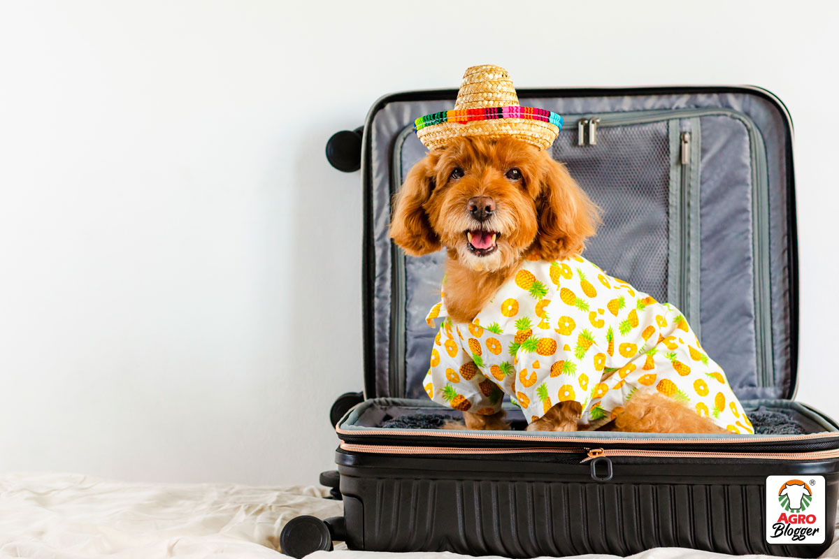 aspectos a tener en cuenta antes de viajar con tu perro