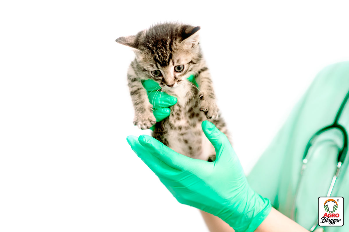 como curar la diarrea en gatos bebes