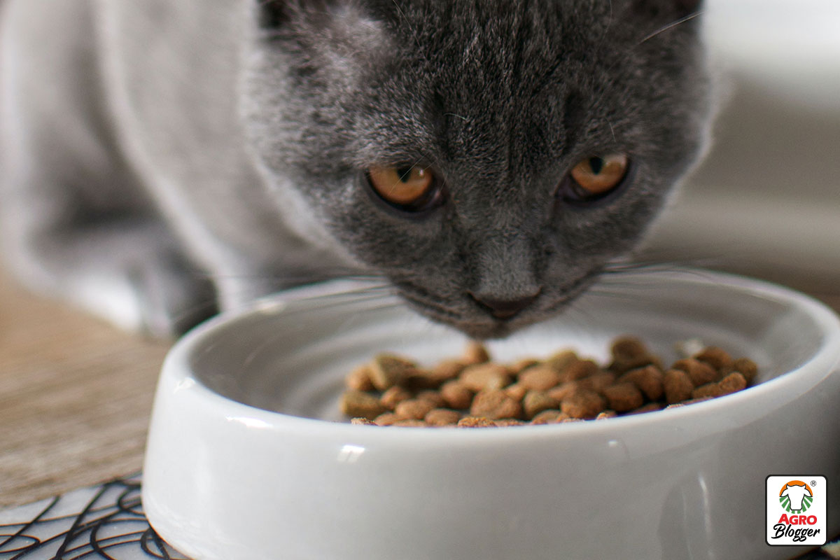 consentir un gato con comida humeda