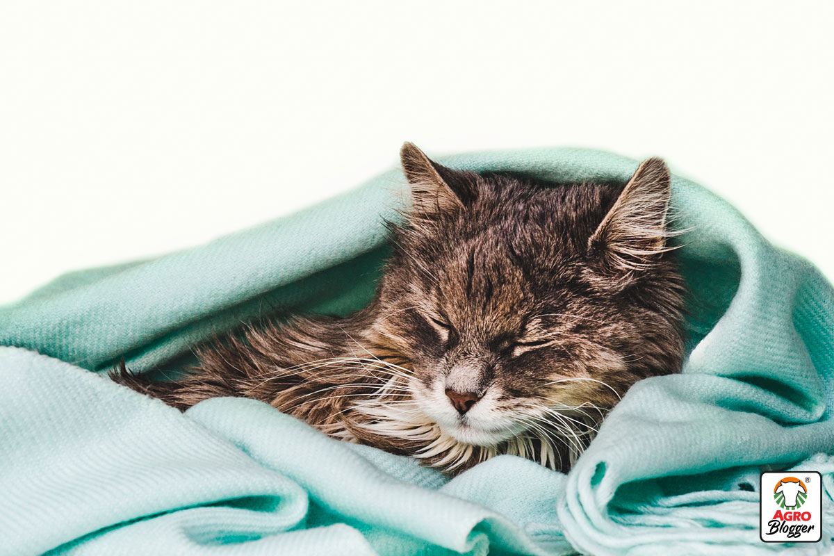 diarrea en gatos bebes por enfermedades virales 