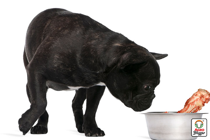formas de darle mejor sabor a la comida de un perro