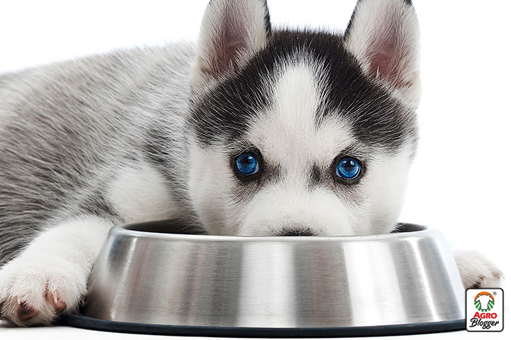 humedecer la comida para dar mejor sabor a la comida de un perro