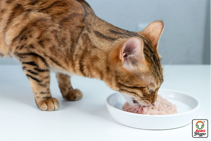 importancia de la flora intestinal en la salud de los gatos