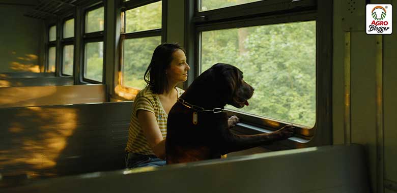 tips para viajar con un perro en bus