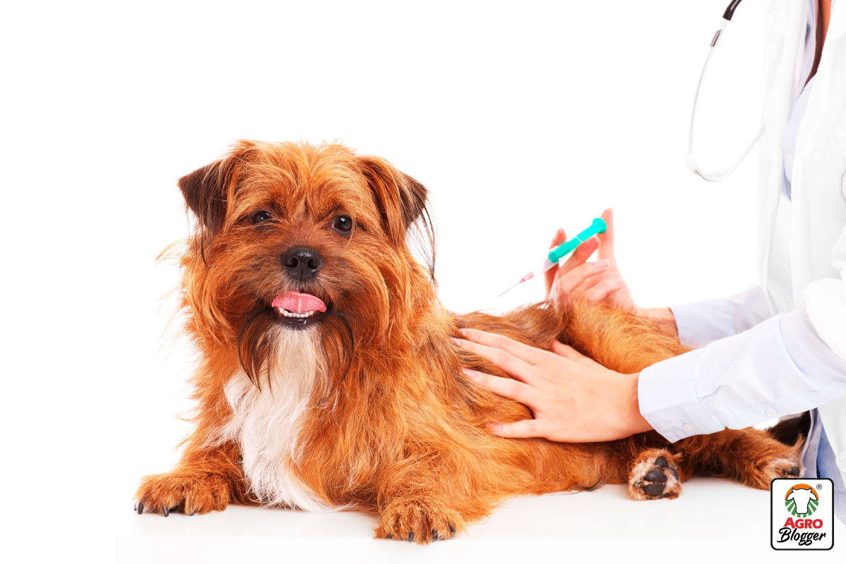 vacunas al dia para viajar con perros
