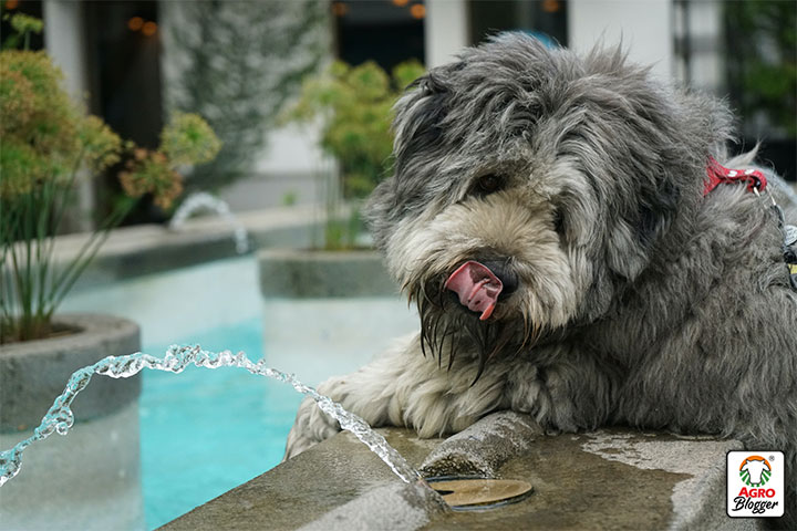 agua esencial para los perros