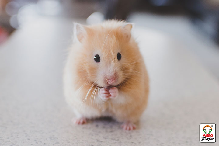 hamster enano de campbell