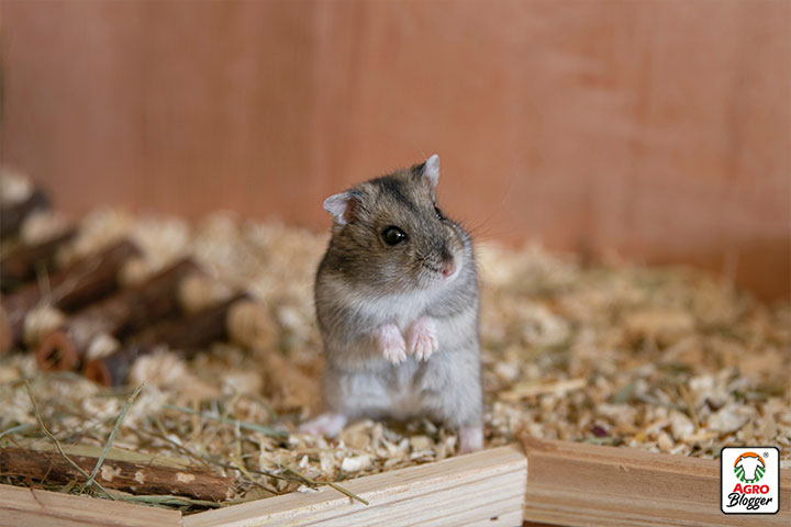 hamster enano de china