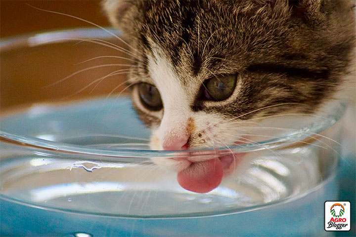 la lengua de los gatos al tomar agua