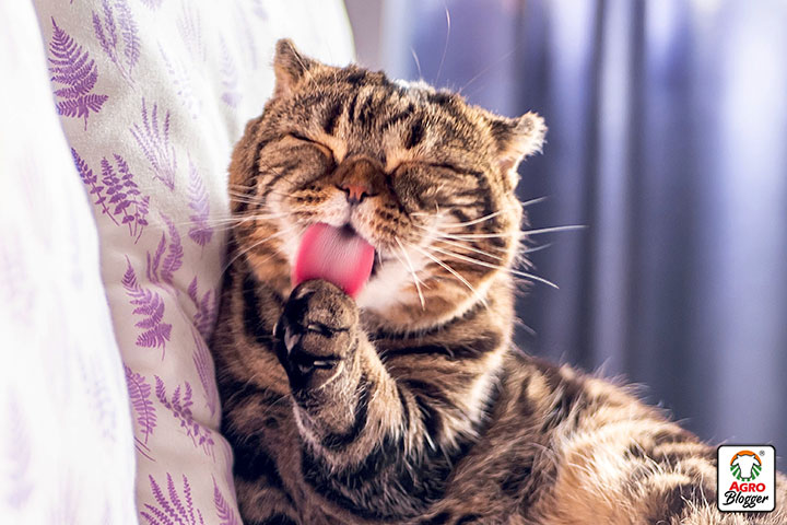 la lengua de los gatos para reducir la temperatura corporal