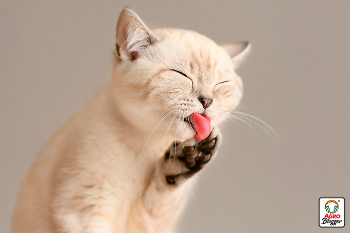 por que la lengua de los gatos es aspera