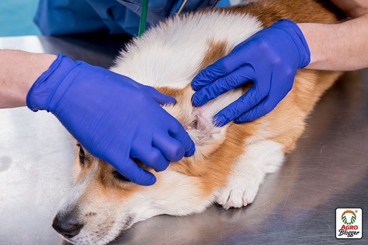 sintomas de plaquetas bajas en perros